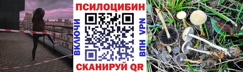 Псилоцибиновые грибы Cubensis  Тавда 